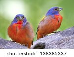 Small photo of Nonpareil (Without Parallel) Songbirds