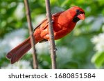 Small photo of Male Northern Cardinal Perched on Slender Branch in Diagonal Stanch