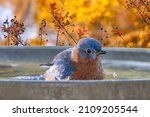 Male Eastern Bluebird In...