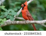 Small photo of Northern Cardinal Singing as it is Perched on a Branch in Spring