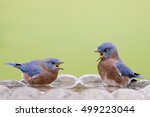 Scowling Bluebirds In Birdbath