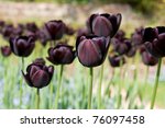 Dark Purple Tulip   Often...