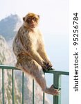  Female Gibraltar Monkeys Or...