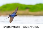 Barn Swallow Flies Over The...