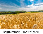 Golden wheat field and sunset sky, landscape of agricultural grain crops in harvest season, panorama. Agriculture, agronomy and farming background. Summer countryside landscape with field of wheat