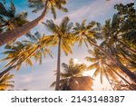 Romantic vibes of tropical palm tree with sun light on sky background. Outdoor sunset exotic foliage, closeup nature landscape. Coconut palm trees and shining sun over bright sky. Summer spring nature