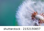 Closeup of dandelion with...