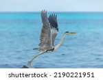 Great Blue Heron Fly Away With...