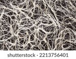 Small photo of structure of the mushroom mycelium of the terrestrial soil