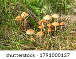 Small photo of Edible mushroom (Marasmius oreades) in the meadow. Scotch bonnet. Fairy ring mushroom. Collecting mushrooms.