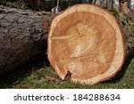 Growth Rings  Larch  Felled Tree