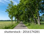 A small road between trees in a typical dutch landscape on a bright sunny day in the netherlands