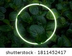 Beautiful and fresh green leaves with circle neon light.creative nature background image for seasonal use design