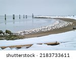 Winter Beach And Snowgeese...