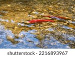 Small photo of Spawning Male and Female Sockeye Salmon. A male and female Sockeye salmon ready to spawn in the shallows of the Adams River, British Columbia, Canada.
