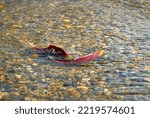 Small photo of A Pair of Spawning Sockeye Salmon. A pair of Sockeye salmon ready to spawn in the shallows of the Adams River, British Columbia, Canada.