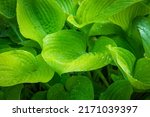 Small photo of Bush Hosta Sum and Substance - plant closeup perennial giant hosta garden plant