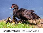 Muscovy Duck Female With It's...