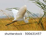 Great Egret  White Heron ...