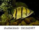 Siamese Tiger Fish 