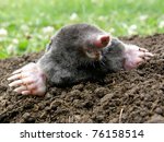 Laughing Mole Crawling Out Of...