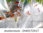 Goldfish and fish grass in...