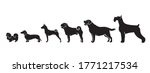 dog breeds by size   isolated... | Shutterstock .eps vector #1771217534