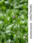 Small photo of Single-flowered sawwort - Latin name - Klasea lycopifolia (Serratula lycopifolia)