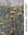 Small photo of Single-flowered sawwort seed head - Latin name - Klasea lycopifolia (Serratula lycopifolia)