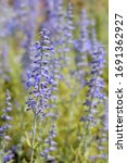 Lacey Blue Russian Sage   Latin ...
