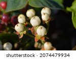Small photo of St Johns wort Miracle Mix white berries - Latin name - Hypericum Miracle Mix