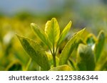 Small photo of Japanes spindle Aureus leaves - Latin name - Euonymus japonicus Aureus