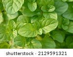 Small photo of Basil Mint leaves - Latin name - Mentha x piperita f. citrata Basil