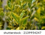 Small photo of Japanes spindle Aureus leaves - Latin name - Euonymus japonicus Aureus