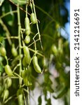 Weeping Japanese pagoda tree fruit - Latin name - Sophora japonica pendula