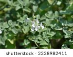 Catmint Snowflake leaves and small white flowers - Latin name - Nepeta racemosa Snowflake