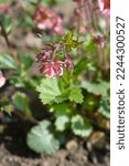 Small photo of Avens Tempo Rose flowers - Latin name - Geum Tempo Rose