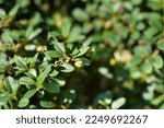 Small photo of Bearberry cotoneaster Radicans leaves and immature fruit - Latin name - Cotoneaster dammeri Radicans