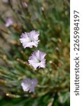 Small photo of Pink Whatfield Wisp flowers - Latin name - Dianthus Whatfield Wisp