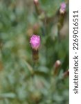 Small photo of Pink Whatfield Wisp flower - Latin name - Dianthus Whatfield Wisp