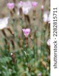 Small photo of Pink Whatfield Wisp flower - Latin name - Dianthus Whatfield Wisp