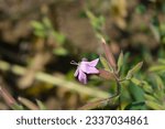 Small photo of Soapwort Max Frei flowers - Latin name - Saponaria x lempergii Max Frei