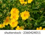 Small photo of Tickseed Schnittgold flowers - Latin name - Coreopsis grandiflora Schnittgold