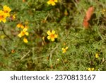 Small photo of Signet marigold flowers - Latin name - Tagetes tenuifolia
