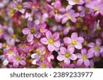 Small photo of Mossy Saxifrage pink flowers - Latin name - Saxifraga Pixie Rose