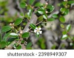 Small photo of Bearberry cotoneaster branch with flowers - Latin name - Cotoneaster dammeri