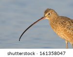 Female Long Billed Curlew ...