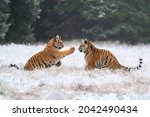 Small photo of Young tigers playing in the snow. Siberian tiger in the winter in a natural habitat. Panthera tigris altaica