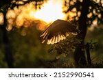 Back Lit Silhouette Of An...