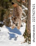 Small photo of Lynx jumping down from the tree trunk in the winter forest to the snow bellow.